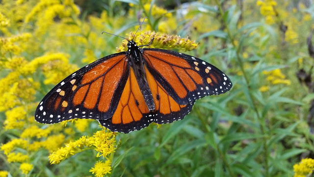 Monarch Butterfly